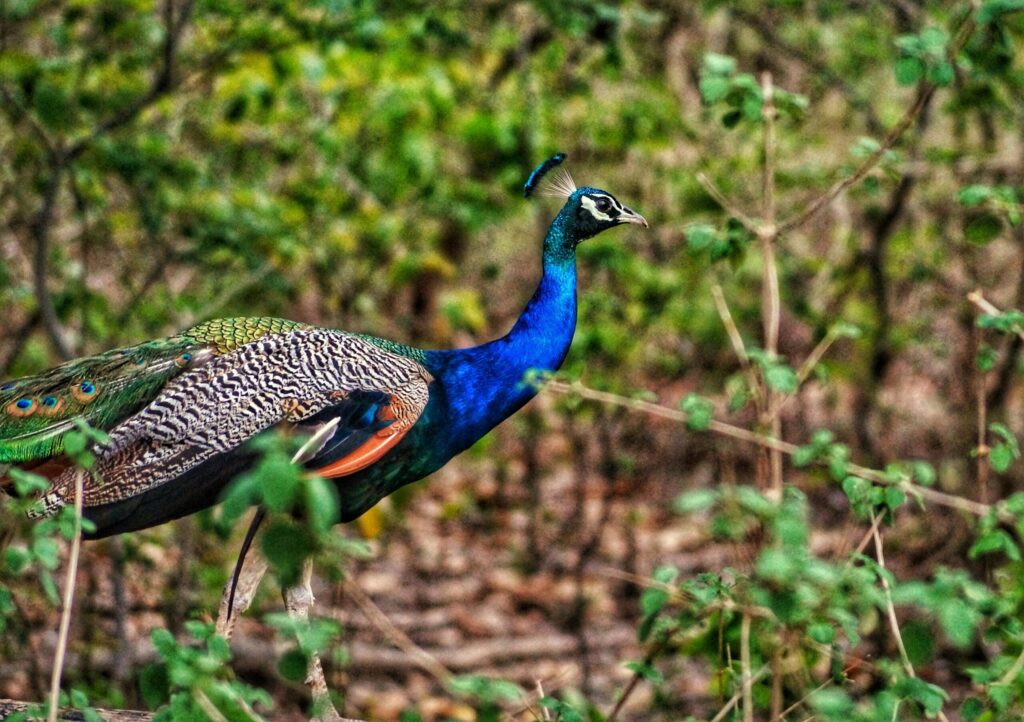 Jim Corbett