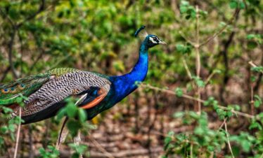 Jim Corbett